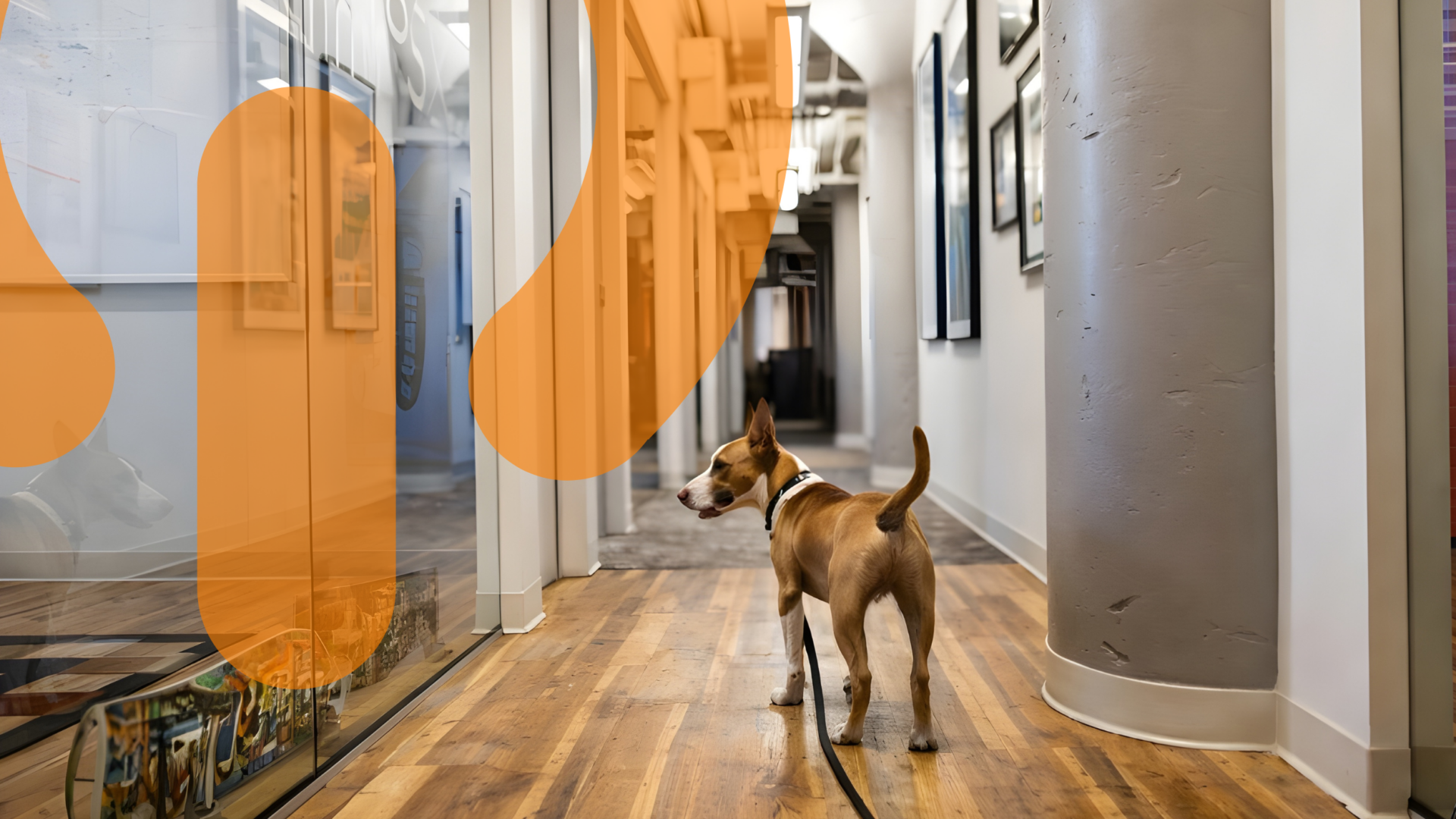 A dog in a Mindhub hallway with hub logo overlay